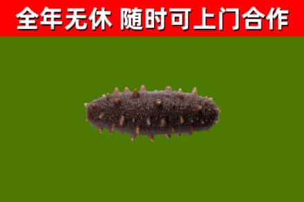 涿鹿县回收海参干
